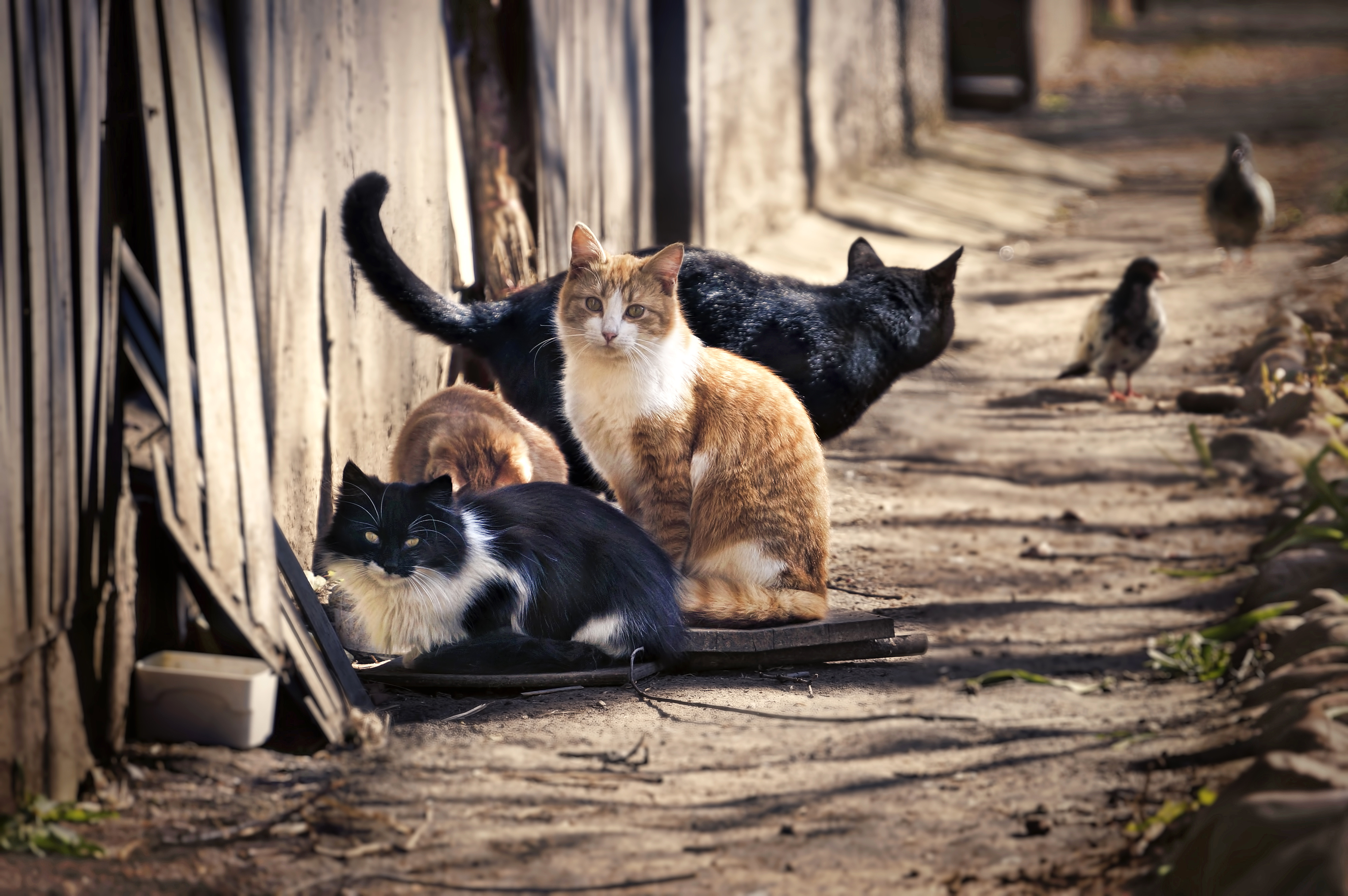 feral cats