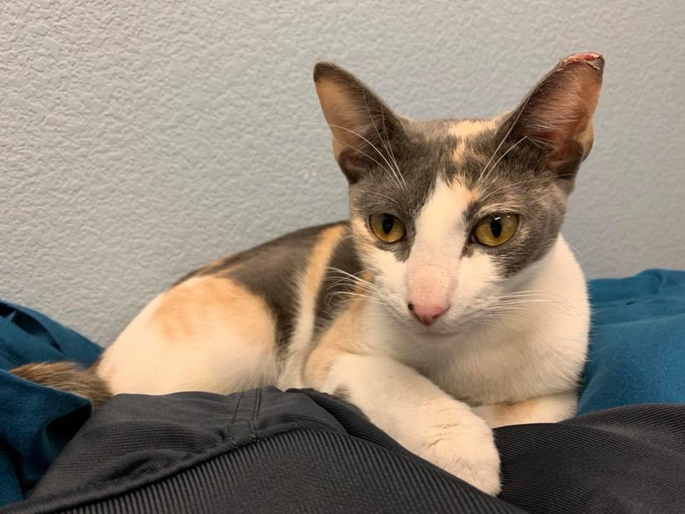 community cat