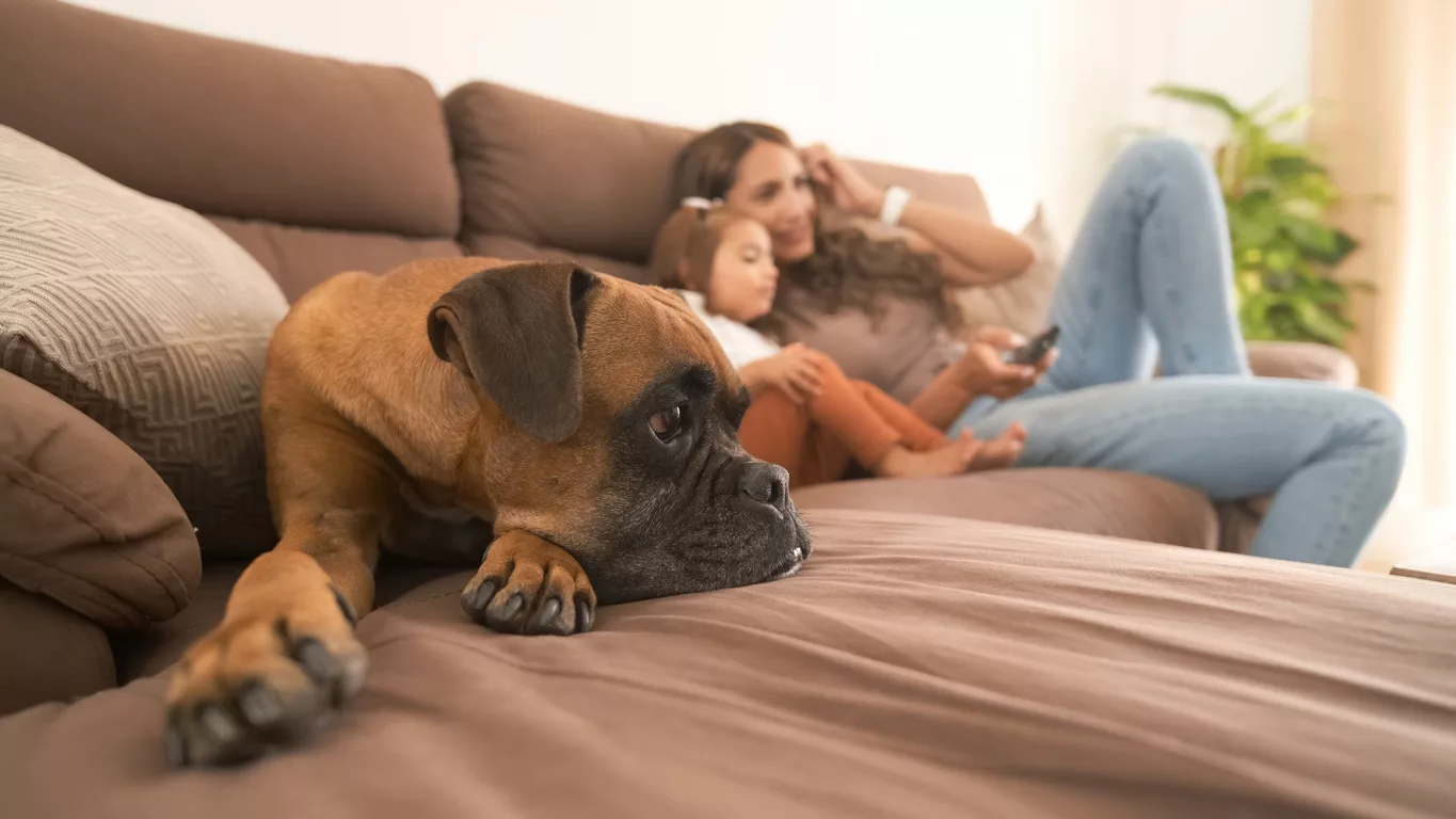Why Does My Dog Fart So Much? - Spay Neuter Network