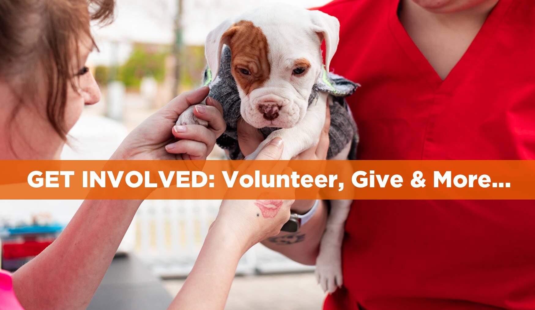 Donate to help pets