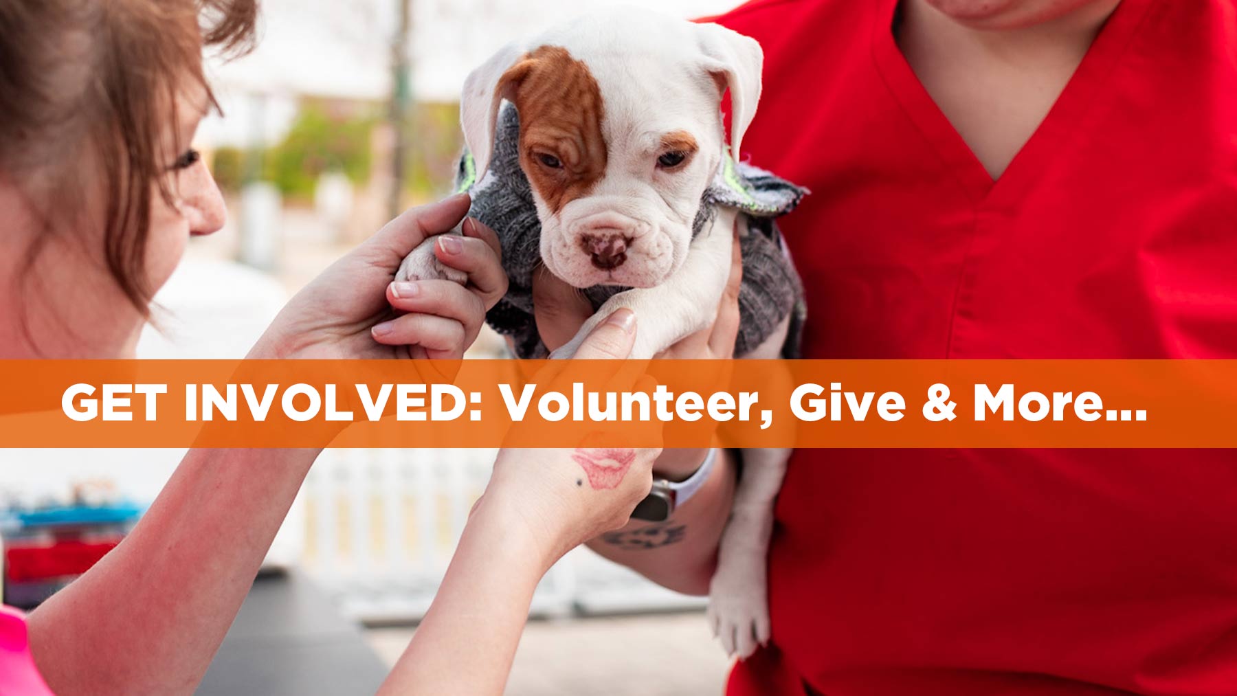 Donate to help pets